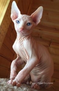hypoallergenic kittens, hypoallergenic cats, sphynx kittens, hairless kittens - Pearlhearts Sphynx Cattery