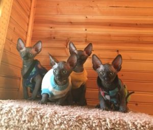 hypoallergenic kittens, hypoallergenic cats, sphynx kittens, hairless kittens - Pearlhearts Sphynx Cattery