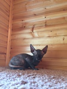 hypoallergenic kittens, hypoallergenic cats, sphynx kittens, hairless kittens - Pearlhearts Sphynx Cattery