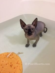 hypoallergenic kittens, hypoallergenic cats, sphynx kittens, hairless kittens - Pearlhearts Sphynx Cattery