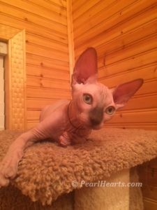 hypoallergenic kittens, hypoallergenic cats, sphynx kittens, hairless kittens - Pearlhearts Sphynx Cattery