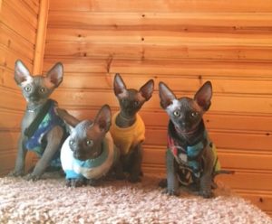 hypoallergenic kittens, hypoallergenic cats, sphynx kittens, hairless kittens - Pearlhearts Sphynx Cattery