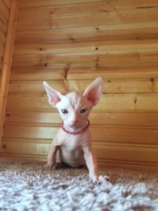 hypoallergenic kittens, hypoallergenic cats, sphynx kittens, hairless kittens - Pearlhearts Sphynx Cattery