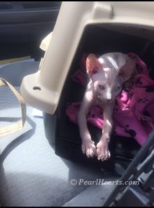 hypoallergenic kittens, hypoallergenic cats, sphynx kittens, hairless kittens - Pearlhearts Sphynx Cattery