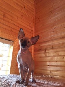 hypoallergenic kittens, hypoallergenic cats, sphynx kittens, hairless kittens - Pearlhearts Sphynx Cattery