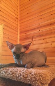 hypoallergenic kittens, hypoallergenic cats, sphynx kittens, hairless kittens - Pearlhearts Sphynx Cattery