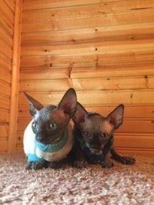 hypoallergenic kittens, hypoallergenic cats, sphynx kittens, hairless kittens - Pearlhearts Sphynx Cattery