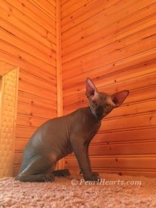 hypoallergenic kittens, hypoallergenic cats, sphynx kittens, hairless kittens - Pearlhearts Sphynx Cattery