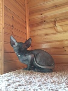 hypoallergenic kittens, hypoallergenic cats, sphynx kittens, hairless kittens - Pearlhearts Sphynx Cattery