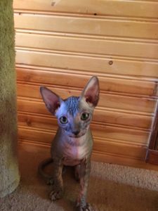 hypoallergenic kittens, hypoallergenic cats, sphynx kittens, hairless kittens - Pearlhearts Sphynx Cattery