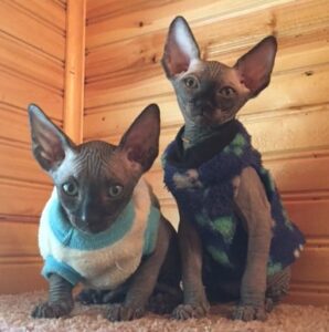 hypoallergenic kittens, hypoallergenic cats, sphynx kittens, hairless kittens - Pearlhearts Sphynx Cattery