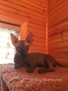 hypoallergenic kittens, hypoallergenic cats, sphynx kittens, hairless kittens - Pearlhearts Sphynx Cattery