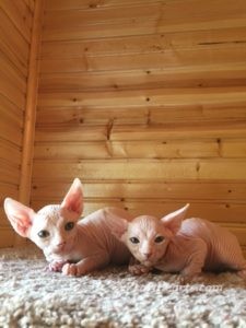 hypoallergenic kittens, hypoallergenic cats, sphynx kittens, hairless kittens - Pearlhearts Sphynx Cattery