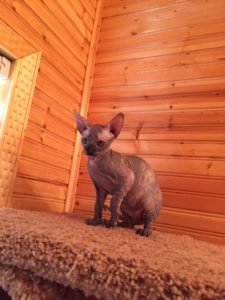 hypoallergenic kittens, hypoallergenic cats, sphynx kittens, hairless kittens - Pearlhearts Sphynx Cattery