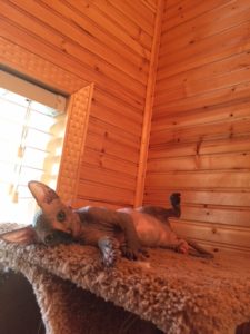 hypoallergenic kittens, hypoallergenic cats, sphynx kittens, hairless kittens - Pearlhearts Sphynx Cattery