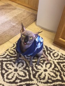 hypoallergenic kittens, hypoallergenic cats, sphynx kittens, hairless kittens - Pearlhearts Sphynx Cattery