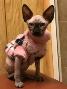 hypoallergenic kittens, hypoallergenic cats, sphynx kittens, hairless kittens - Pearlhearts Sphynx Cattery