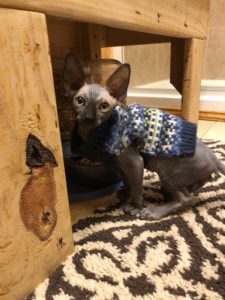 hypoallergenic kittens, hypoallergenic cats, sphynx kittens, hairless kittens - Pearlhearts Sphynx Cattery