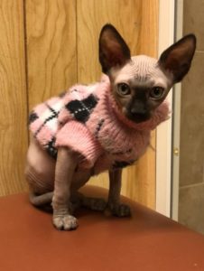 hypoallergenic kittens, hypoallergenic cats, sphynx kittens, hairless kittens - Pearlhearts Sphynx Cattery