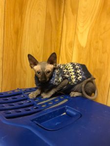 hypoallergenic kittens, hypoallergenic cats, sphynx kittens, hairless kittens - Pearlhearts Sphynx Cattery