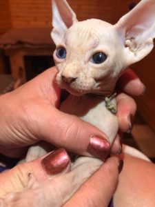 hypoallergenic kittens, hypoallergenic cats, sphynx kittens, hairless kittens - Pearlhearts Sphynx Cattery
