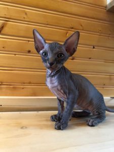 hypoallergenic kittens, hypoallergenic cats, sphynx kittens, hairless kittens - Pearlhearts Sphynx Cattery