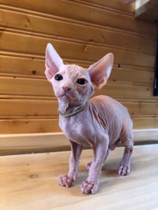 hypoallergenic kittens, hypoallergenic cats, sphynx kittens, hairless kittens - Pearlhearts Sphynx Cattery