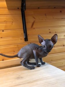 hypoallergenic kittens, hypoallergenic cats, sphynx kittens, hairless kittens - Pearlhearts Sphynx Cattery