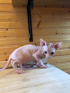 hypoallergenic kittens, hypoallergenic cats, sphynx kittens, hairless kittens - Pearlhearts Sphynx Cattery