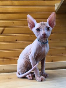 hypoallergenic kittens, hypoallergenic cats, sphynx kittens, hairless kittens - Pearlhearts Sphynx Cattery
