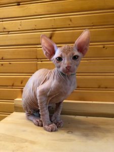 hypoallergenic kittens, hypoallergenic cats, sphynx kittens, hairless kittens - Pearlhearts Sphynx Cattery