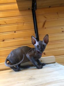 hypoallergenic kittens, hypoallergenic cats, sphynx kittens, hairless kittens - Pearlhearts Sphynx Cattery