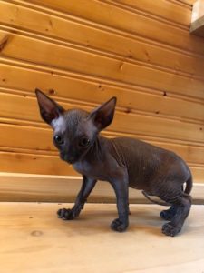 hypoallergenic kittens, hypoallergenic cats, sphynx kittens, hairless kittens - Pearlhearts Sphynx Cattery