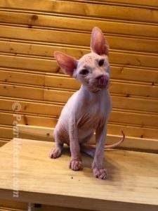 hypoallergenic kittens, hypoallergenic cats, sphynx kittens, hairless kittens - Pearlhearts Sphynx Cattery