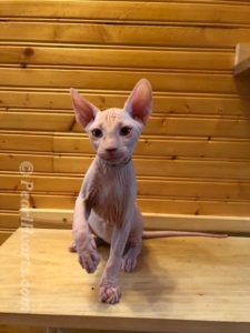 hypoallergenic kittens, hypoallergenic cats, sphynx kittens, hairless kittens - Pearlhearts Sphynx Cattery