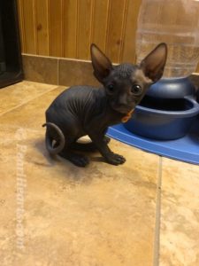 hypoallergenic kittens, hypoallergenic cats, sphynx kittens, hairless kittens - Pearlhearts Sphynx Cattery