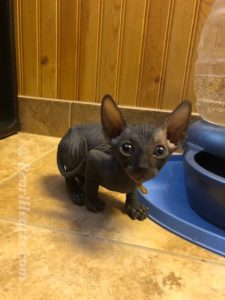 hypoallergenic kittens, hypoallergenic cats, sphynx kittens, hairless kittens - Pearlhearts Sphynx Cattery
