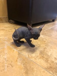 hypoallergenic kittens, hypoallergenic cats, sphynx kittens, hairless kittens - Pearlhearts Sphynx Cattery