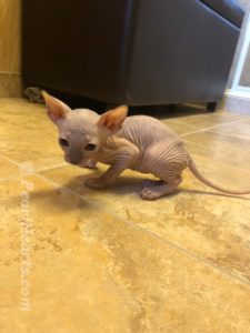 hypoallergenic kittens, hypoallergenic cats, sphynx kittens, hairless kittens - Pearlhearts Sphynx Cattery