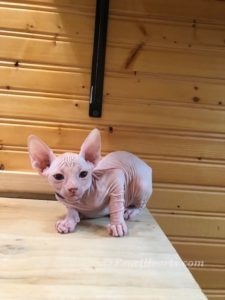 hypoallergenic kittens, hypoallergenic cats, sphynx kittens, hairless kittens - Pearlhearts Sphynx Cattery