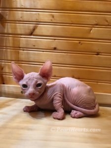 hypoallergenic kittens, hypoallergenic cats, sphynx kittens, hairless kittens - Pearlhearts Sphynx Cattery
