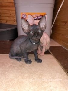 hypoallergenic kittens, hypoallergenic cats, sphynx kittens, hairless kittens - Pearlhearts Sphynx Cattery
