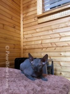 hypoallergenic kittens, hypoallergenic cats, sphynx kittens, hairless kittens - Pearlhearts Sphynx Cattery