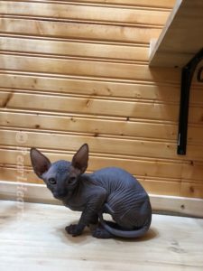hypoallergenic kittens, hypoallergenic cats, sphynx kittens, hairless kittens - Pearlhearts Sphynx Cattery