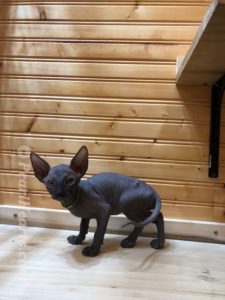 hypoallergenic kittens, hypoallergenic cats, sphynx kittens, hairless kittens - Pearlhearts Sphynx Cattery