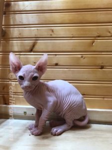 hypoallergenic kittens, hypoallergenic cats, sphynx kittens, hairless kittens - Pearlhearts Sphynx Cattery