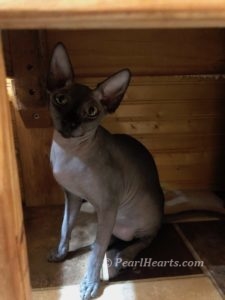hypoallergenic kittens, hypoallergenic cats, sphynx kittens, hairless kittens - Pearlhearts Sphynx Cattery