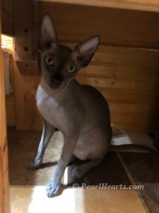 hypoallergenic kittens, hypoallergenic cats, sphynx kittens, hairless kittens - Pearlhearts Sphynx Cattery