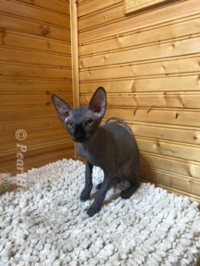 hypoallergenic kittens, hypoallergenic cats, sphynx kittens, hairless kittens - Pearlhearts Sphynx Cattery