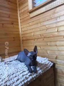 hypoallergenic kittens, hypoallergenic cats, sphynx kittens, hairless kittens - Pearlhearts Sphynx Cattery